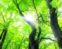 Energie stromů